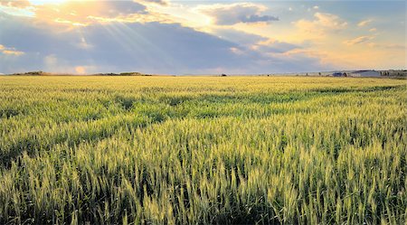 simsearch:400-07293838,k - Barley Field at sunset in spring time Photographie de stock - Aubaine LD & Abonnement, Code: 400-08097048