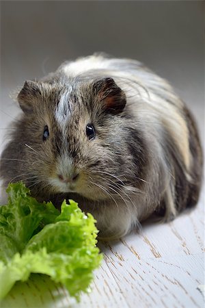 brown guinea pig and salad leaf Photographie de stock - Aubaine LD & Abonnement, Code: 400-08097054