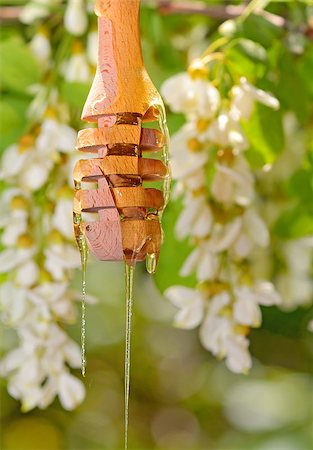 robinia honey with acacia blossoms in nature Stock Photo - Budget Royalty-Free & Subscription, Code: 400-08097282