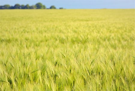 simsearch:400-07293838,k - Green wheat field in spring time Photographie de stock - Aubaine LD & Abonnement, Code: 400-08097283