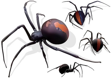 simsearch:640-02770439,k - Black Widow Spider (Latrodectus hasselti) - Illustration, Vector Foto de stock - Super Valor sin royalties y Suscripción, Código: 400-08097316