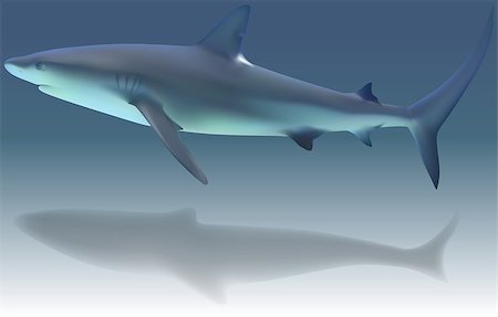 simsearch:400-08097613,k - Caribbean Reef Shark (Carcharhinus perezi) - Illustration, Vector Stock Photo - Budget Royalty-Free & Subscription, Code: 400-08097338