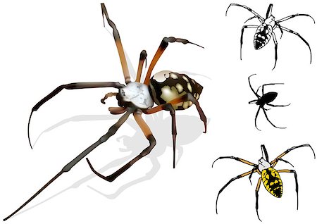 simsearch:640-02770439,k - Wasp Spider (Argiope) - Detailed Illustration, Vector Foto de stock - Super Valor sin royalties y Suscripción, Código: 400-08097399