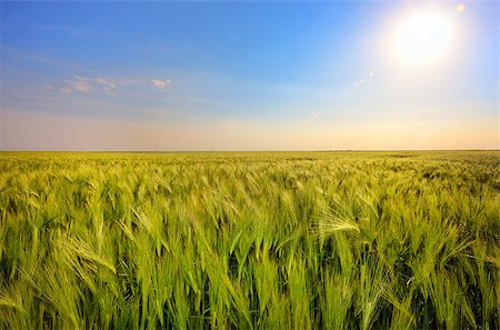 simsearch:400-07293838,k - Green wheat field and sunset Photographie de stock - Aubaine LD & Abonnement, Code: 400-08097430
