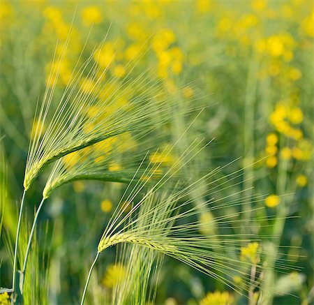 simsearch:400-07293838,k - Green wheat field in spring time Photographie de stock - Aubaine LD & Abonnement, Code: 400-08097432