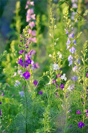 delphinium - Delphinium flower in spring time Fotografie stock - Microstock e Abbonamento, Codice: 400-08097433