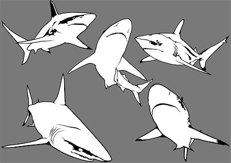 simsearch:400-08097613,k - Blacktip Reef Shark (Carcharhinus melanopterus) - Illustration, Vector Stock Photo - Budget Royalty-Free & Subscription, Code: 400-08097502