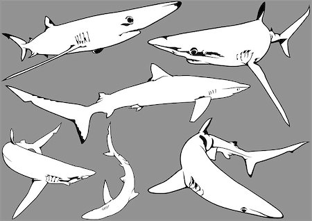 simsearch:400-08097613,k - Blue Shark (Prionace glauca) - Illustration, Vector Stock Photo - Budget Royalty-Free & Subscription, Code: 400-08097503