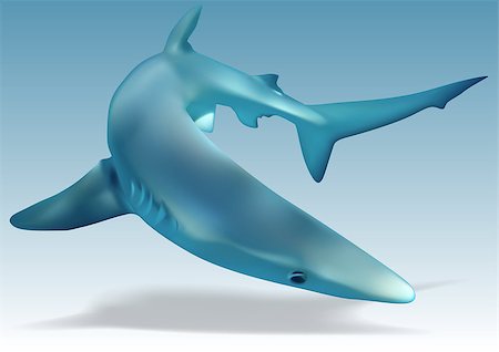 simsearch:400-08097613,k - Blue Shark (Prionace glauca) - Illustration, Vector Stock Photo - Budget Royalty-Free & Subscription, Code: 400-08097553