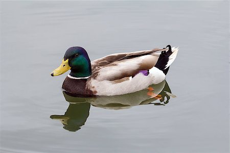 simsearch:400-08861264,k - Male Drake Mallard Duck Swimming in River with Water Reflection Closeup Portrait Photographie de stock - Aubaine LD & Abonnement, Code: 400-08097618