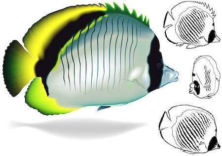 simsearch:400-08097613,k - Lined Butterflyfish (Chaetodon lineolatus) - Illustration Set, Vector Stock Photo - Budget Royalty-Free & Subscription, Code: 400-08097612