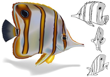 falterfisch - Copperband Butterflyfish (Chelmon rostratus) - Illustration Set, Vector Photographie de stock - Aubaine LD & Abonnement, Code: 400-08097613