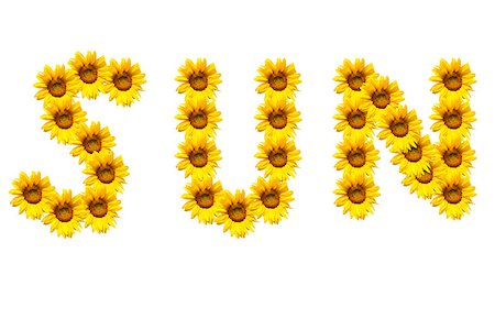 simsearch:400-06950874,k - background made of beautiful yellow sunflowers Photographie de stock - Aubaine LD & Abonnement, Code: 400-08097621