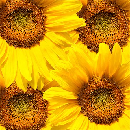 simsearch:400-06950874,k - background made of beautiful yellow sunflowers Photographie de stock - Aubaine LD & Abonnement, Code: 400-08097622