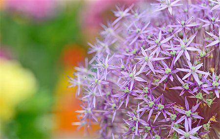 Purple flowers of Allium (Flowering Onion) Stock Photo - Budget Royalty-Free & Subscription, Code: 400-08097663