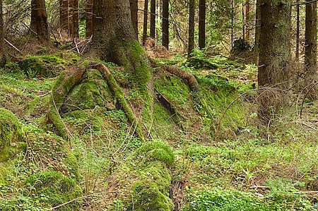 The primeval forest with mossed ground Foto de stock - Super Valor sin royalties y Suscripción, Código: 400-08097770