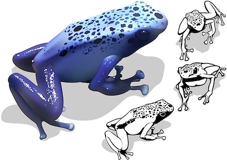 poisonous frog - Blue Poison Dart Frog (Dendrobates azureus) - Set of Illustrations, Vector Photographie de stock - Aubaine LD & Abonnement, Code: 400-08097961