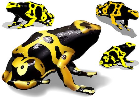 poisonous frog - Yellow Banded Dart Poison Frog (Dendrobates leucomelas) Set - Illustration, Vector Stock Photo - Budget Royalty-Free & Subscription, Code: 400-08097962