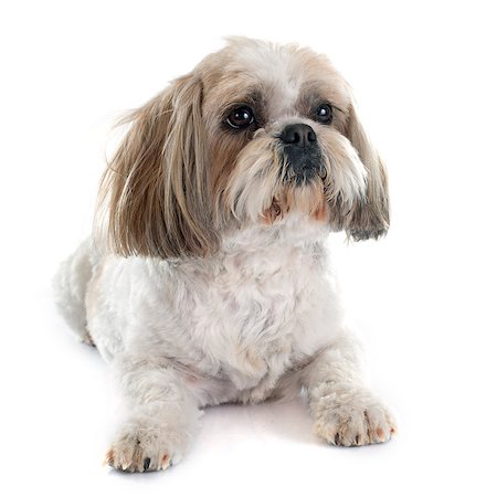 shiatsu - Shih Tzu in front of white background Stockbilder - Microstock & Abonnement, Bildnummer: 400-08098013