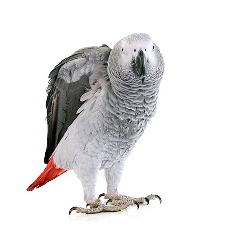 simsearch:400-08098139,k - African grey parrot in front of white background Foto de stock - Super Valor sin royalties y Suscripción, Código: 400-08098135