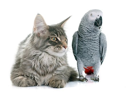 simsearch:400-07893874,k - African grey parrot and maine coon cat in front of white background Foto de stock - Super Valor sin royalties y Suscripción, Código: 400-08098137