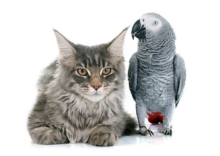 simsearch:400-07893874,k - African grey parrot and maine coon cat in front of white background Foto de stock - Super Valor sin royalties y Suscripción, Código: 400-08098138