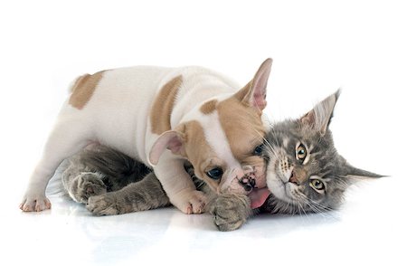 puppy french bulldog and maine coon cat in front of white background Photographie de stock - Aubaine LD & Abonnement, Code: 400-08098141