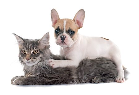 simsearch:400-07124274,k - puppy french bulldog and maine coon cat in front of white background Foto de stock - Super Valor sin royalties y Suscripción, Código: 400-08098195