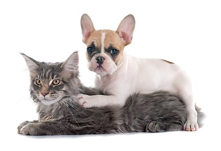 puppy french bulldog and maine coon cat in front of white background Photographie de stock - Aubaine LD & Abonnement, Code: 400-08098195