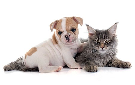 puppy french bulldog and maine coon cat in front of white background Photographie de stock - Aubaine LD & Abonnement, Code: 400-08098193