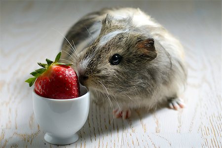 guinea pig eating a strawberry Photographie de stock - Aubaine LD & Abonnement, Code: 400-08098369