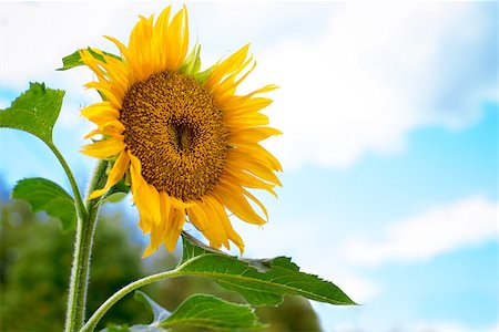 One yellow sunflower against the blue sky Foto de stock - Super Valor sin royalties y Suscripción, Código: 400-08098570