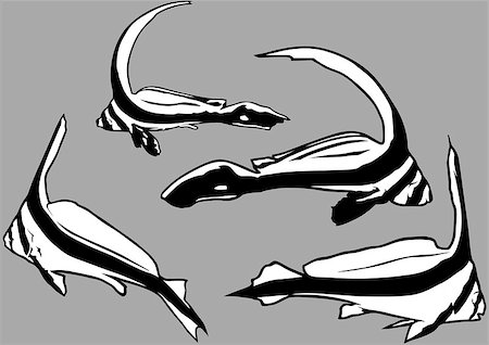 simsearch:400-08097613,k - Juvenile Jackknife Fish (Equetus lanceolatus) - Outline Illustration Set, Vector Stock Photo - Budget Royalty-Free & Subscription, Code: 400-08098617