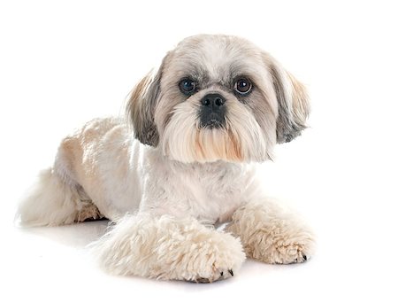 shiatsu - Shih Tzu in front of white background Stockbilder - Microstock & Abonnement, Bildnummer: 400-08098694