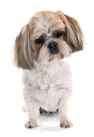 shiatsu - Shih Tzu in front of white background Stockbilder - Microstock & Abonnement, Bildnummer: 400-08098696