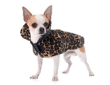 simsearch:400-06565918,k - young chihuahua in front of white background Photographie de stock - Aubaine LD & Abonnement, Code: 400-08093886