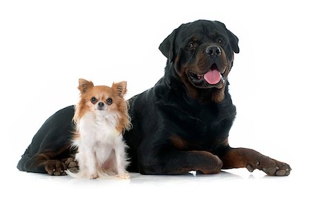 simsearch:400-08095333,k - young chihuahua and rottweiler in front of white background Foto de stock - Super Valor sin royalties y Suscripción, Código: 400-08093887