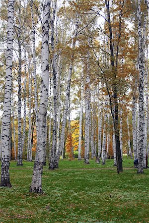 simsearch:400-07827769,k - autumn birch forest with green grass Foto de stock - Super Valor sin royalties y Suscripción, Código: 400-08093920