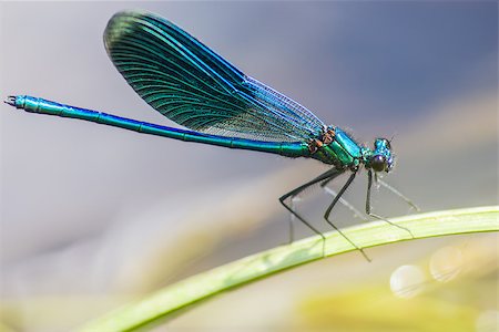 dragon fly - The Banded Demoiselle (Calopteryx splendens) Stock Photo - Budget Royalty-Free & Subscription, Code: 400-08107060