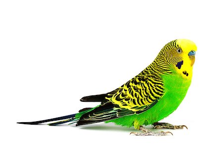 periquito - The yellow budgerigar isolated on white background Foto de stock - Super Valor sin royalties y Suscripción, Código: 400-08107377