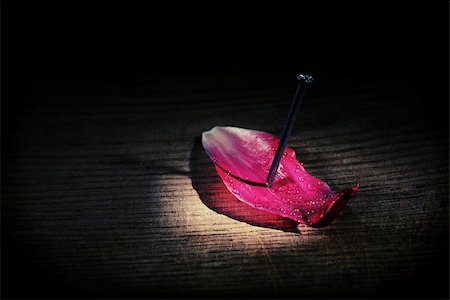 Tulip petal. sensually.pain. board Stock Photo - Budget Royalty-Free & Subscription, Code: 400-08107436