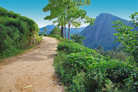 Path winding through the tea plantations in the highlands Photographie de stock - Aubaine LD & Abonnement, Code: 400-08107455