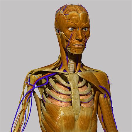 sciencestuff (artist) - The heart is a muscular organ in both humans and other animals, which pumps blood through the blood vessels of the circulatory system. Blood provides the body with oxygen and nutrients, and also assists in the removal of metabolic wastes. The heart is located in the middle compartment of the mediastinum in the chest. Foto de stock - Super Valor sin royalties y Suscripción, Código: 400-08107578