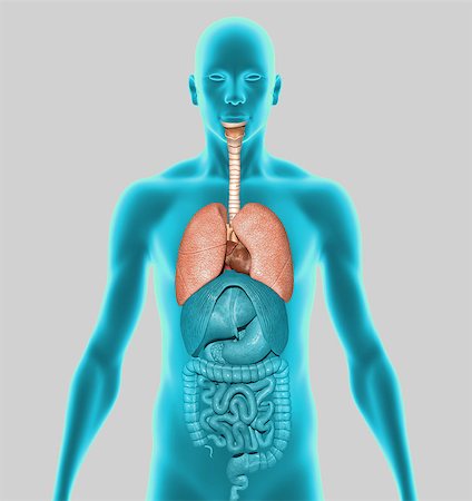 The human lungs are the organs of respiration. Humans have two lungs, a right lung and a left lung. The right lung consists of three lobes while the left lung is slightly smaller consisting of only two lobes (the left lung has a "cardiac notch" allowing space for the heart within the chest). Stock Photo - Budget Royalty-Free & Subscription, Code: 400-08107582