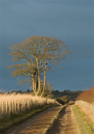 south downs england - Countryside track with late afternoon sun and heavy cloud behind. Foto de stock - Super Valor sin royalties y Suscripción, Código: 400-08107597