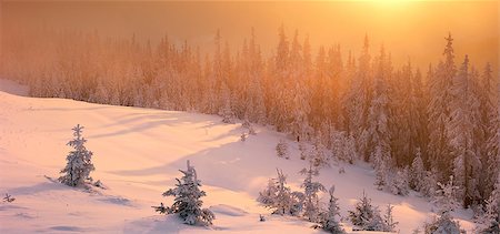 people with forest background - fog, sunset, snow covered trees in the mountains lit amber Stock Photo - Budget Royalty-Free & Subscription, Code: 400-08107592