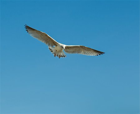 Immature Herring Gull Coming in to land. Photographie de stock - Aubaine LD & Abonnement, Code: 400-08107601