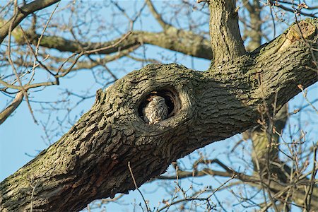 Adult Little Owl roosting in hole in tree Photographie de stock - Aubaine LD & Abonnement, Code: 400-08107602