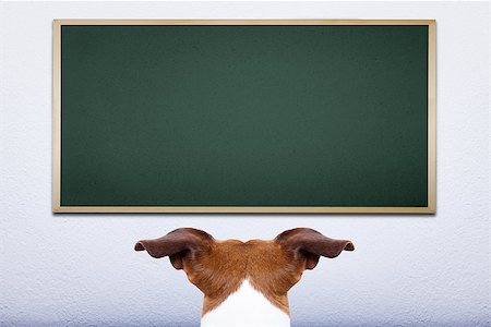 simsearch:400-08413217,k - jack russell dog in front of blackboard, learning at school and training Stock Photo - Budget Royalty-Free & Subscription, Code: 400-08107634