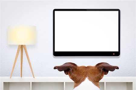 simsearch:400-07055954,k - jack russell, dog in front of a blank and empty tv television or pc computer screen, and watching , in his living room Stockbilder - Microstock & Abonnement, Bildnummer: 400-08107637